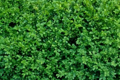 So sieht ein gesunder Buxus aus.