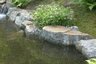 Froschlaich im Gartenteich was tun?
