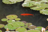 Froschlaich im Gartenteich was tun?