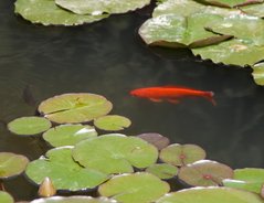 Wann Sie Fische einsetzen sollten Anleitung für den Gartenteich