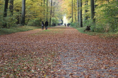 Im November mit Kindern im Wald sammeln. 