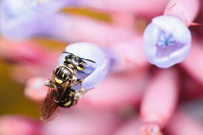 Bienen sammeln wahres Gold.