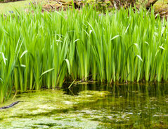 Algen im Teich entfernen so geht es ohne Chemie