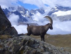 GlГјckszahlen Steinbock GlГјckszahlen Steinbock