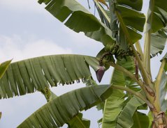 HimalayaBanane so kultivieren Sie die Zierpflanze erfolgreich im Kübel