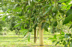 Avocados wachsen auf Bäumen.