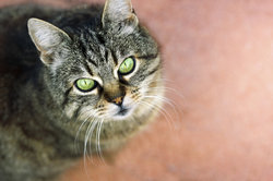 Lassen Sie Ihre Katze regelmäßig impfen.