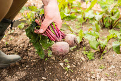 Rote Beete ernten - Lohn für Geduld und Mühe