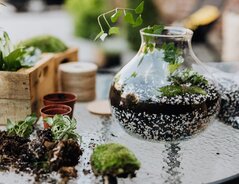 Garten im Glas so legen Sie ihn selbst an
